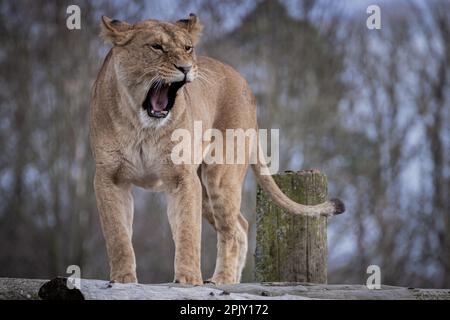 Lion al Safari Park Foto Stock