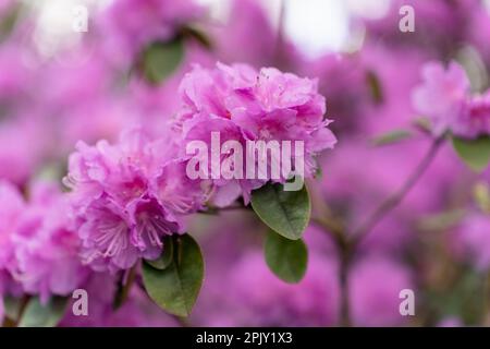 Concentrati in primo piano sul branco di rododendri in fiore, il "PJ Mezitt", con fiori viola-rosa Foto Stock