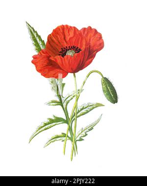Fiore di papavero rosso. illustrazione disegnata a mano. (Papaveroideae) Illustrazione dei fiori disegnati a mano antichi. Fiori vintage e antichi. fiori selvatici. Foto Stock