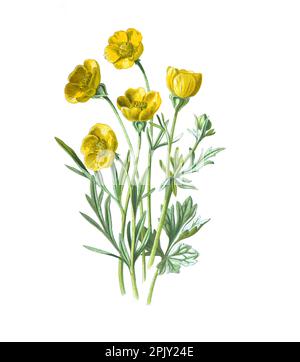 Ranunculus bulbosus o buttercup bulboso o libro di St Anthony del crowfoot o dei bulbodi. Antica illustrazione di fiori disegnati a mano. Fiori vintage. Foto Stock