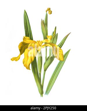 Iride selvaggio fiore. Antica illustrazione di fiori disegnati a mano. (Iridaceae). Antica illustrazione di fiori disegnati a mano. Fiori selvatici vintage. Foto Stock