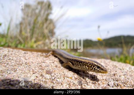 Gongilo o tiligugu (Calcide ocellatus). Endemico di Sardegna e Sicilia. Skink ocellato.Lago di Baratz. Sassari, Sardegna. Italia Foto Stock