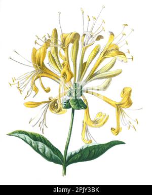 Honeysuckle o Lonicera. Fiori di campo disegnati a mano antichi Illustration.Vintage e fiori antichi. illustrazione di fiori selvatici. Foto Stock