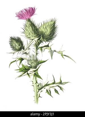 Spearplume Thistle flower o Cirsium o Asteraceae di Compositae. Fiori di campo disegnati a mano antichi Illustration.Vintage e fiori antichi. Foto Stock