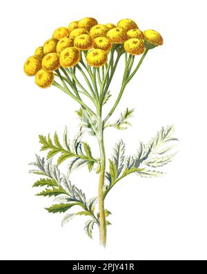 Tanacetum vulgare o fiore di Tansy. bottoni amari o mucche amari o bottoni dorati famiglia di piante erbacee in fiore. Fiore d'epoca. Foto Stock