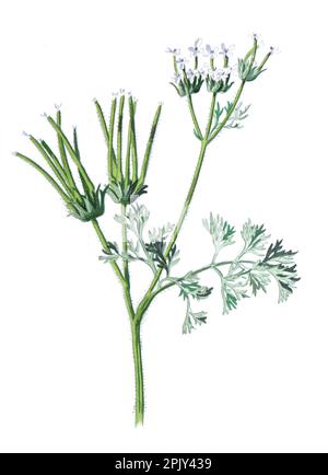 L'ago di Shepherd o Scandix pecten-veneris. Famiglia di fiori di Apiaceae. Illustrazione di antichi fiori di campo disegnati a mano. Fiori biologici selvatici d'annata. Foto Stock