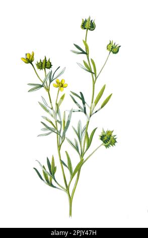 Corn Crowfoot o un fiore comune europeo a piede di foca (Ranunculus arvensis). Illustrazione di antichi fiori di campo disegnati a mano. vecchio poster botanico. Foto Stock