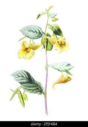 Non mi tocchi pianta o fiore delle Balsaminaceae della famiglia Impatiens noli-tangere (tatto-me-non balsamo). Illustrazione di fiori selvatici disegnati a mano d'epoca. Foto Stock