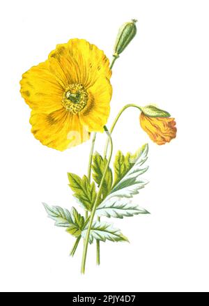 Papavero di montagna o fiore di vento. Illustrazione vintage di fiori di papavero gialli disegnati a mano. Poster floreale botanico. biodiversità. Foto Stock