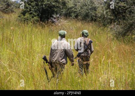 Rangers armati di armi nel parco di conservazione degli animali in Zimbabwe, in Rhino di Ispire e Wildlife Conservancy Foto Stock