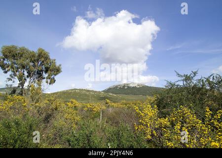 Valle dei vulcani. Logudoro meilogu. Bonorva. SS, Sardegna. Italia Foto Stock