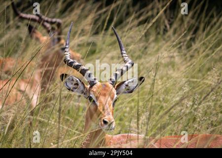 L'impala o rooibok (Aepyceros melampus), antilope di medie dimensioni che riposa nell'erba della savana, nel Parco Nazionale di conservazione della fauna selvatica e del rinoceronte di Ispire Foto Stock
