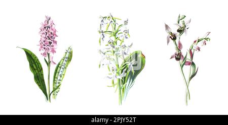Collezione di orchidee selvatiche di bellissime orchidee selvatiche, piante erbacee in fiore, fiori in fiore, illustrazioni di orchidee disegnate a mano d'epoca. Foto Stock
