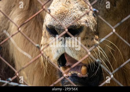 Leone potente nella savana in natura, maschio alfa nel parco nazionale di conservazione di Imire, Zimbabwe Foto Stock