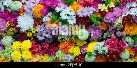 Fiori sfondo parete con sorprendente rosso, arancione, rosa, viola, verde e bianco crisantemo fiori, decorazione matrimonio, fatto a mano bella parete di fiori. Foto Stock
