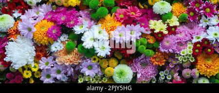 Fiori sfondo parete con sorprendente rosso, arancione, rosa, viola, verde e bianco crisantemo fiori, decorazione matrimonio, fatto a mano bella parete di fiori. Foto Stock