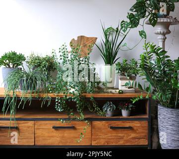 Diverse piante da interno in soggiorno con decorazioni sul tavolo elegante composizione di casa giardino verde interni industriali. Giungla urbana. Foto Stock