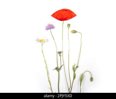 Primavera - fiori selvatici o fiori di campo isolati su sfondo bianco. bel papavero colorato naturale e fiore camomilla. molto decorativo. biodiversità. Foto Stock