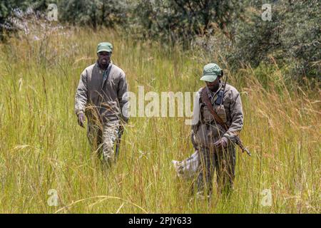 Rangers armati di armi nel parco di conservazione degli animali in Zimbabwe, in Rhino di Ispire & Wildlife Conservancy Foto Stock