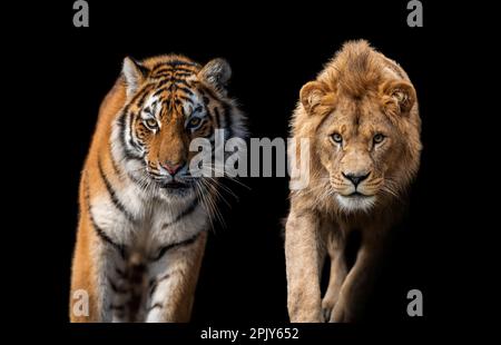 Primo piano bella arrabbiata grande tigre e leone isolato su sfondo nero Foto Stock