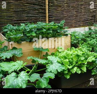 Orto urbano, giardino fiorito inglese bello e verde fresco inizio della primavera. Con verdure coltivate proprio. giardino urbano bello e decorativo. Foto Stock