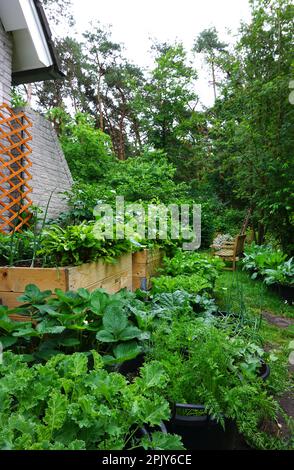 Orto urbano, giardino fiorito inglese bello e verde fresco inizio della primavera. Con verdure coltivate proprio. giardino urbano bello e decorativo. Foto Stock