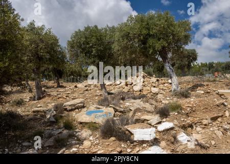 Olivi grandi Garden.Olive come un prodotto agricolo importante. Cielo blu con nuvole bianche. Direzione dipinta a Giola su una roccia. GIOLA Lagoon, T Foto Stock