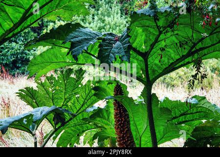 Grande tinctoria gunnera verde lascia bagnata dalla pioggia a Chaiten, Cile Foto Stock