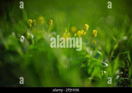 In un giardino primaverile crescono piccoli fiori gialli. Foto Stock