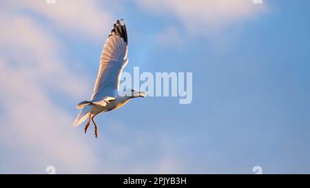 Gabbiano di aringa che ruota intorno in un cielo blu con luce solare di sera molle che risplendono dorato nelle sue piume Foto Stock