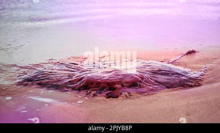 Grandi meduse lavate dalla marea e arenate su una spiaggia. Foto Stock