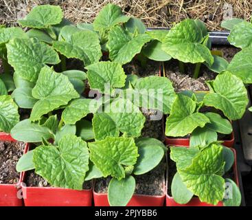 Giovani pianta crescente di cetrioli in pentole di plastica con suolo organico Foto Stock