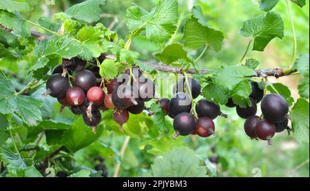 In estate, sul ramo del cespuglio maturano bacche yoshty Foto Stock