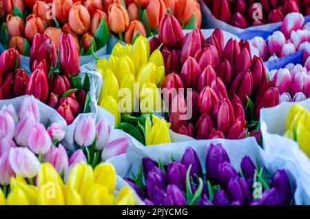 Negozio di fiori privato nel centro di Novi Sad. Un bouquet di tulipani stagionali, preparati ed esposti in vendita, coltivati nel giardino della casa. Foto Stock