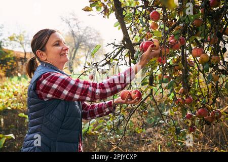 Donna che raccoglie mele mature in fattoria. Coltivatore che grabbing mele da albero in frutteto. Frutta fresca e sana pronta per la stagione autunnale. Inculo agricolo Foto Stock