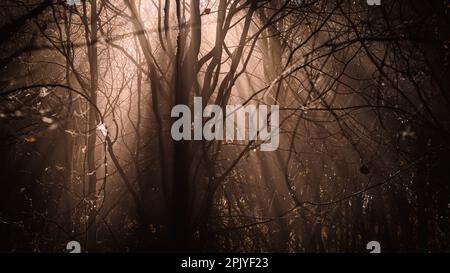 Oscura foresta misteriosa con fascio di sole che splende attraverso la nebbia. Boschi mistici e spaventosi. Atmosfera atmosferica in natura Foto Stock