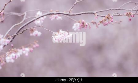 Splendida fioritura di ciliegi con più fiori sullo sfondo, Inghilterra, Regno Unito Foto Stock