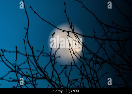 Londra, Regno Unito. 4 aprile 2023. Il tempo del Regno Unito – Una luna gigantosa che si sta cerando al 98,1% sorge dietro gli alberi sopra il nord-ovest di Londra. La luna piena di aprile del 6 aprile è nota come Luna Rosa, secondo l’Almanacco del Vecchio Farmer, la luna piena coincide con le prime fioriture rosa primaverili della Phlox subulata, un fiore selvatico nordamericano. La luna piena di aprile è anche la luna piena pasquale (la prima luna piena di primavera) con la Pasqua celebrata la prima domenica dopo la luna piena pasquale, quest’anno domenica 9 aprile. Credit: Stephen Chung / Alamy Live News Foto Stock