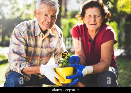 Coppia senior giardinaggio, vaso di fiori in un giorno di primavera soleggiato. Gente candida. Ripresa con la luce del giorno. Foto Stock