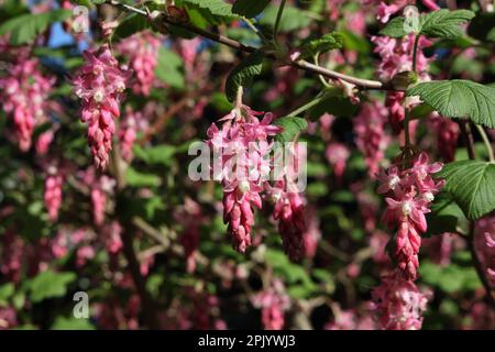 Fiori di ribes fioriti su piante di cespuglio Ribes sanguineum, fiori di cremisi Foto Stock