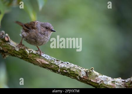 Dunnock (Prunella modularis) in estate. Arroccato su un ramo con uno sfondo verde naturale fogliame - Yorkshire, Regno Unito (agosto 2022) Foto Stock