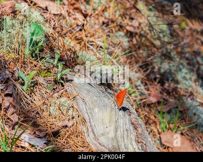 Primo piano della farfalla Anaea andria nel Beavers Bend state Park dell'Oklahoma Foto Stock