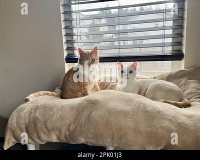 I miei gatti vivono vite migliori Foto Stock