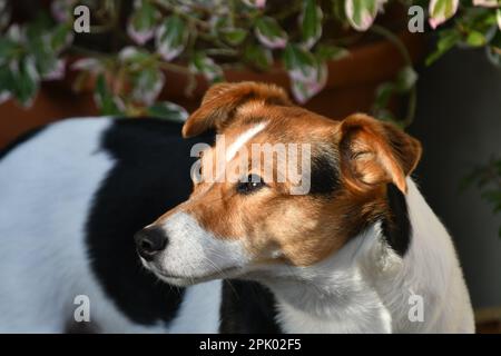 Primo piano ritratto di un Jack Russell terrier, marrone bianco e nero a colori, guardando alla sua destra Foto Stock