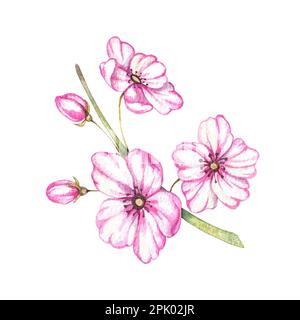 Rametto acquerello di fiori rosa su sfondo bianco. Illustrazione isolata per la progettazione di menu, poster, cibo, imballaggio, cartolina, banner, invito, Foto Stock