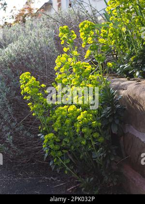 I fiori illuminati dal sole di un Euphorbia (spurge), forse amigdaloides, che si è autoseminata e sta crescendo alla base di un muro rialzato in primavera Foto Stock