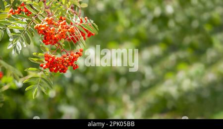 Un mazzo di lamponi su fondo verde sfocato Foto Stock