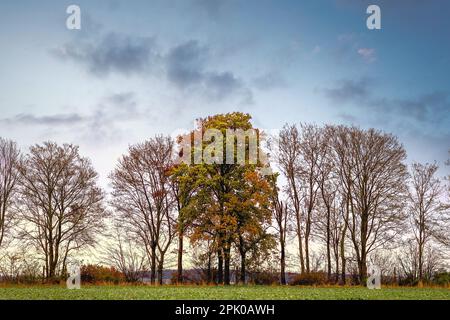 file di alberi con colori autunnali in un campo con un azzurro brillante e nuvoloso sk Foto Stock