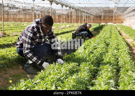 Maschio afroamericano durante la raccolta di rucola in hobhouse Foto Stock