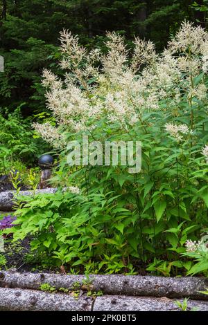 Persicaria polymorfa - Flefeflower in tronco d'albero bordato in giardino cortile in estate. Foto Stock